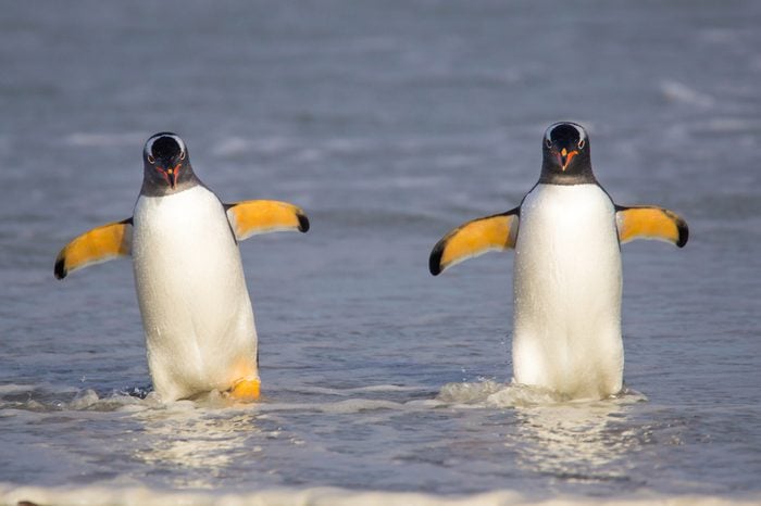 Two Gentoo Penguins coming in from fishing. Falkland Islands.