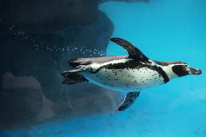 Closeup of Penguin swimming underwater. Humboldt species