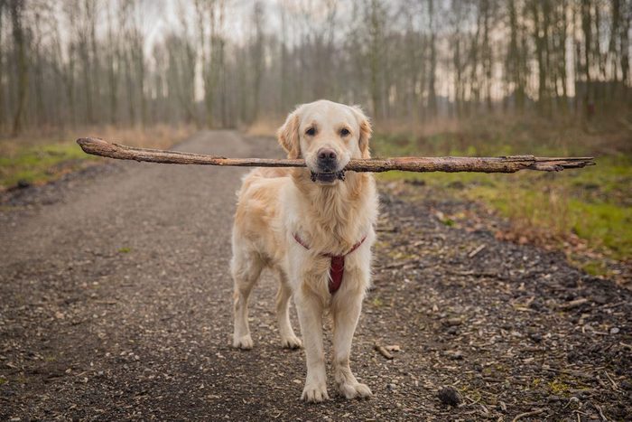 Golden retriever in the woods with a big stick