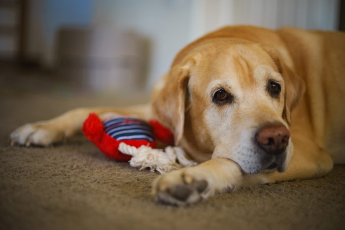 Closeup and soft focused picture of a male Labrador Retriever at home. Labrador retriever with his toy, looking sad.