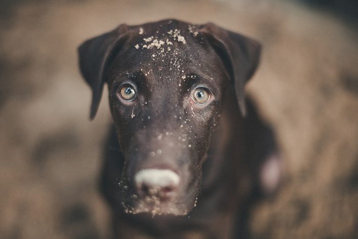 labrador retriever looking like use the eye appeal to his owner .it naughty dog playing sandy. Selective focus on eye dog. color retro style