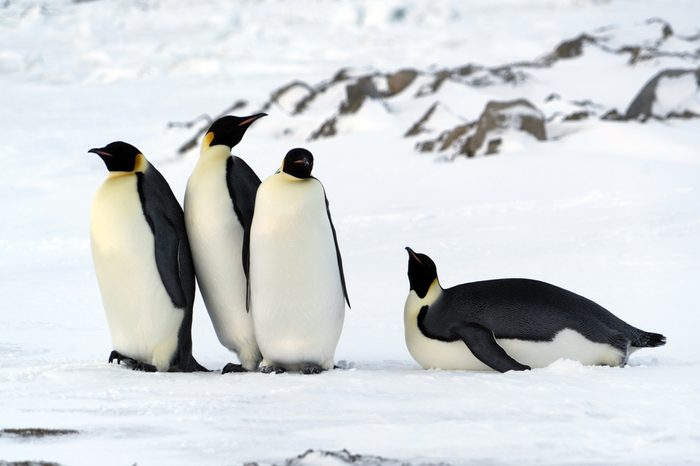 The colony of Imperial penguins stands in the snow near the Iceberg. Shooting from the air. Sunny day. Antarctic.