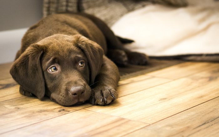 Chocolate Labrador Puppy Resting on Wood Floor