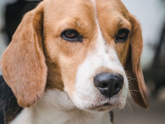 Beagle dog face