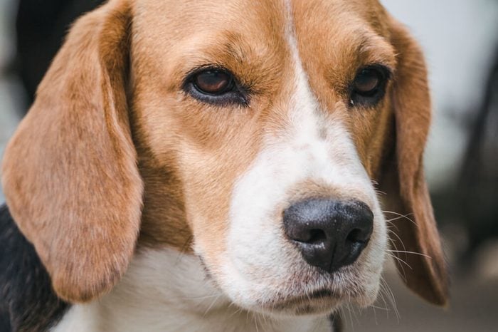 Beagle dog face
