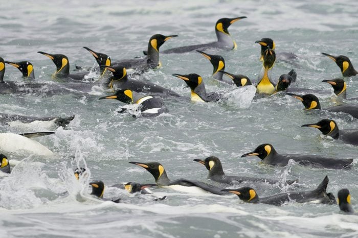 Group of king penguins swimming