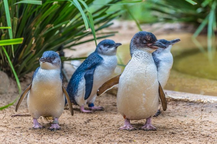 Little Blue Penguin in wildlife park, Australia