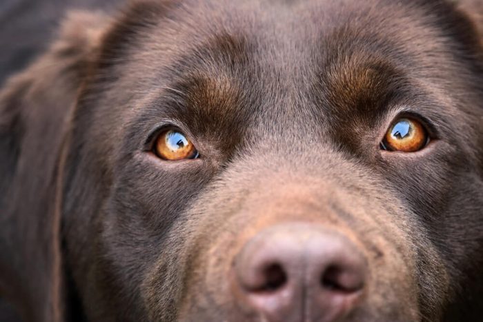 Chocolate Labrador Retriever girl - reflection of human silhouette in her eyes