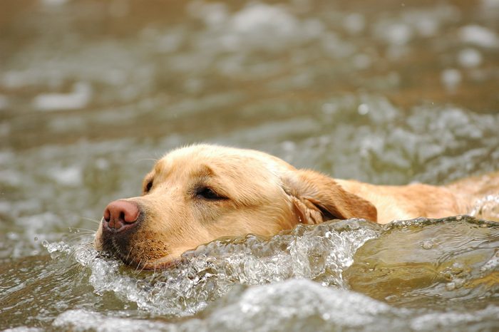 Swimming labrador retriever