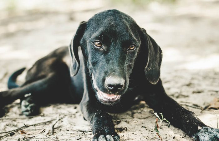 Closeup of a beautiful Black Labrador puppy lying on the sand at the lake shore, panting to catch his breath after play