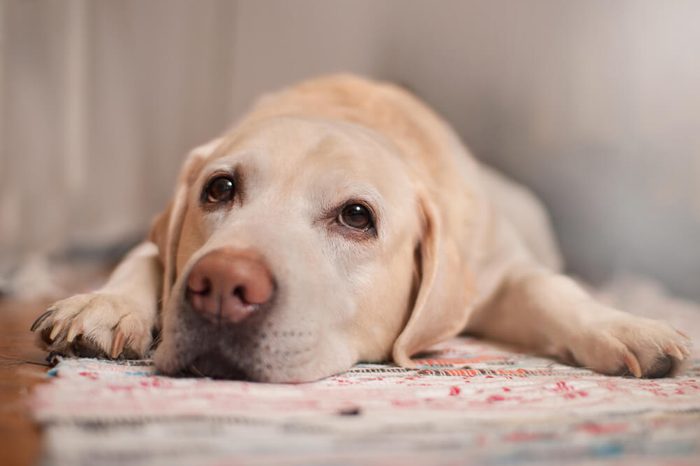 Cancer in Dogs: 12 Signs to Look Out For | Reader's Digest