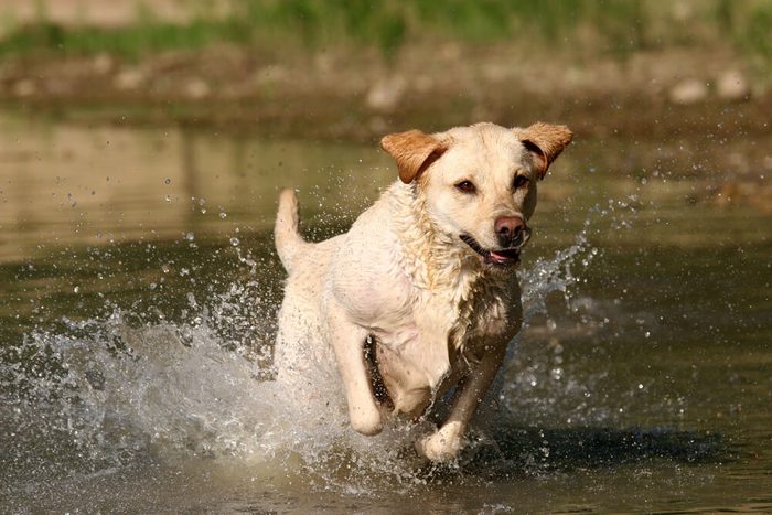 Labrador retriever jumping in the water.