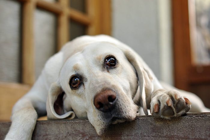 sad-eyed white dog lying
