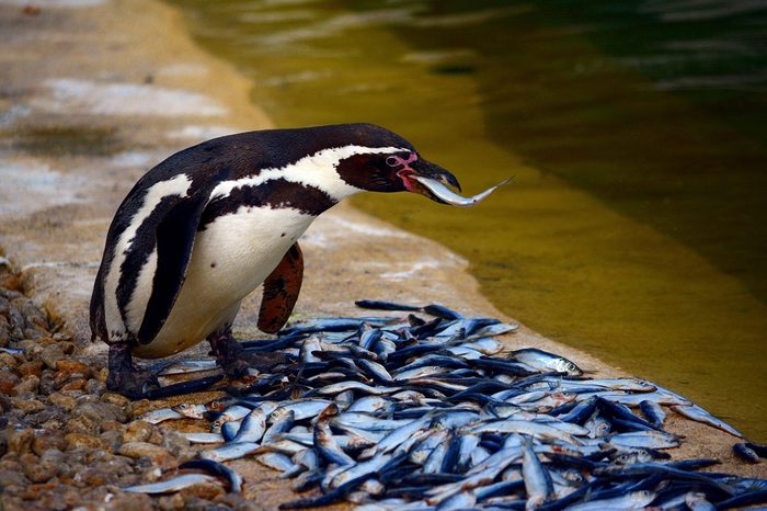 Penguins eat fish in the zoo