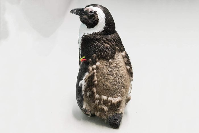 Juvenile African Black-Footed Penguin going through a catastrophic molt.