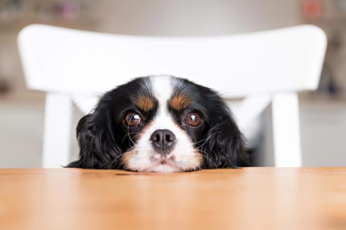 cute dog begging for food at the kitchen table