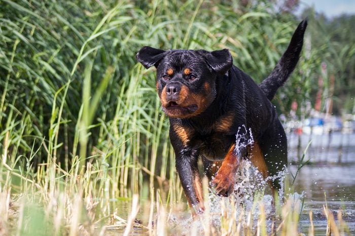 Rottweiler nhảy. Con chó chạy trong nước.