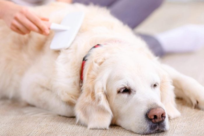 Everyday Habits That Put Your Dog in Danger | Reader's Digest
