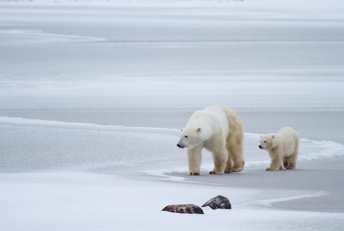a polar bear mom and cub walk across swirled ice with two rocks in the foreground