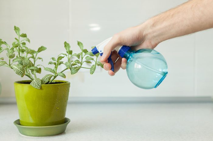 Male hand spraying a house plant with sprayer in pot at home