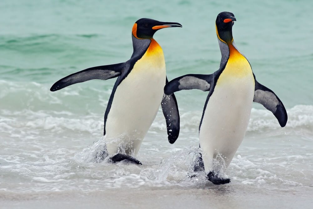 Penguin Facts: Things You Never Knew About Penguins | Reader's Digest