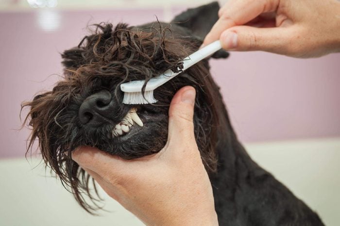Miss cleans teeth dog observes hygiene and healthy lifestyle