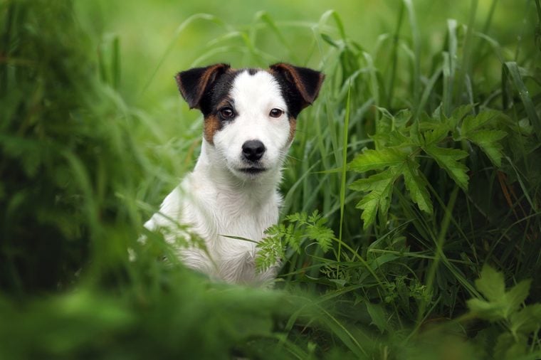 Little Puppy Jack Russell terrier in the grass