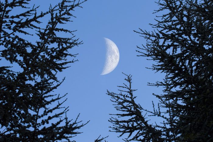 The Moon during the day in the nature between trees