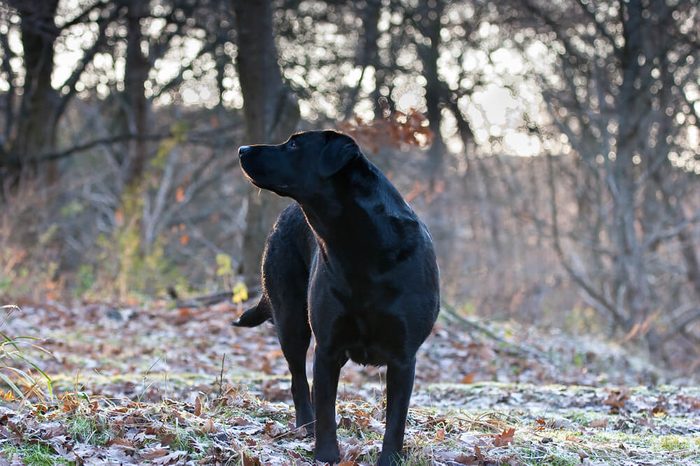 Labrador Retriever Sniffing the Air on Early Frosty Winters Morning