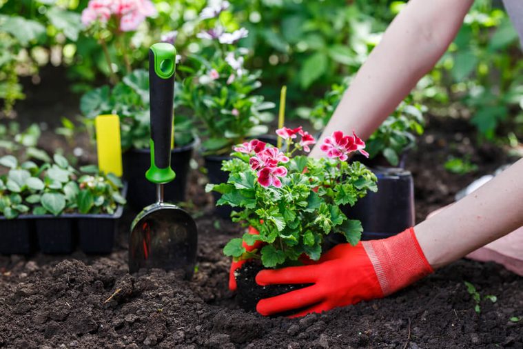 Gardeners hands planting flowers in the garden, close up photo