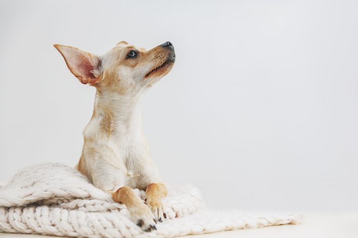 Dog at home. Domestic small cute toy terrier lying on knitting wool, cozy atmosphere, copy space, looking up
