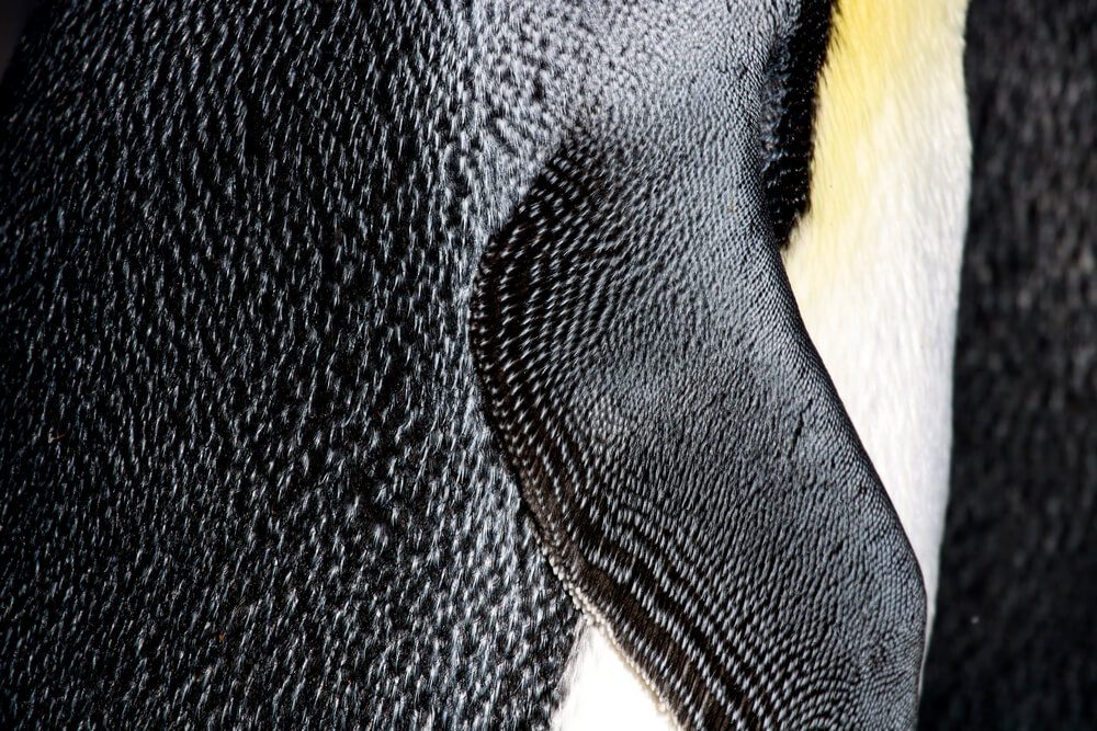 Facts: Things You Knew Penguins | Digest