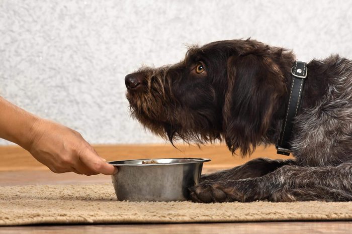 hand of woman holding a bowl with food for dog which waiting meal