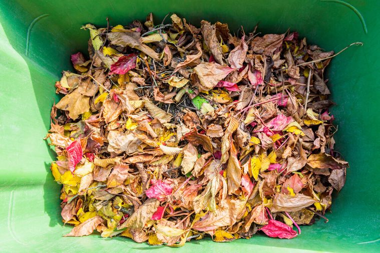 Autumn Leaves in Garbage Can
