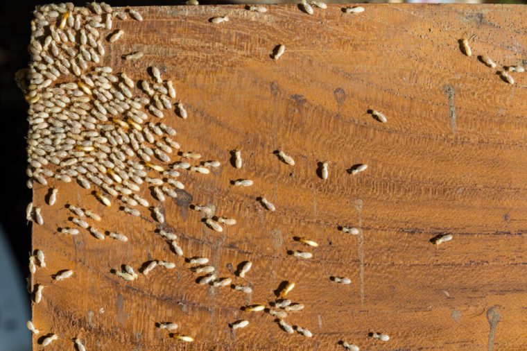 Group of termites on a surface of wooden board