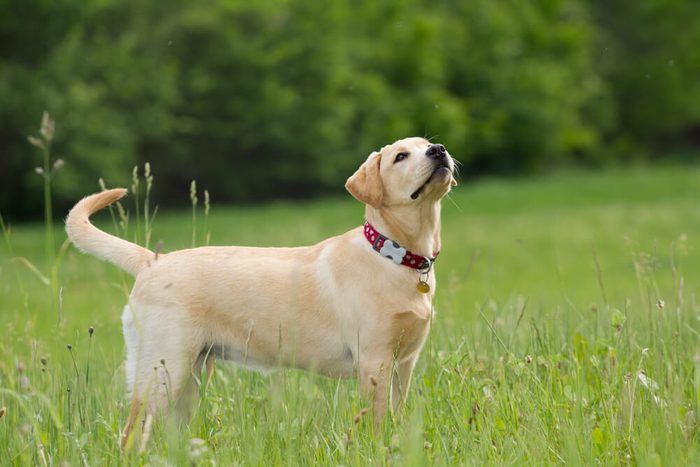 A puppy of labrador retriever in a grass
