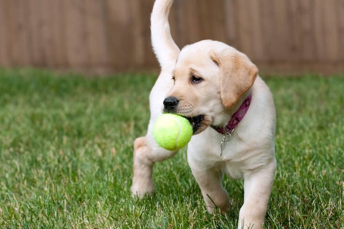 Close up of a cute yellow labrador puppy playing with a green tennis ball in the grass outdoors. Shallow depth of field.