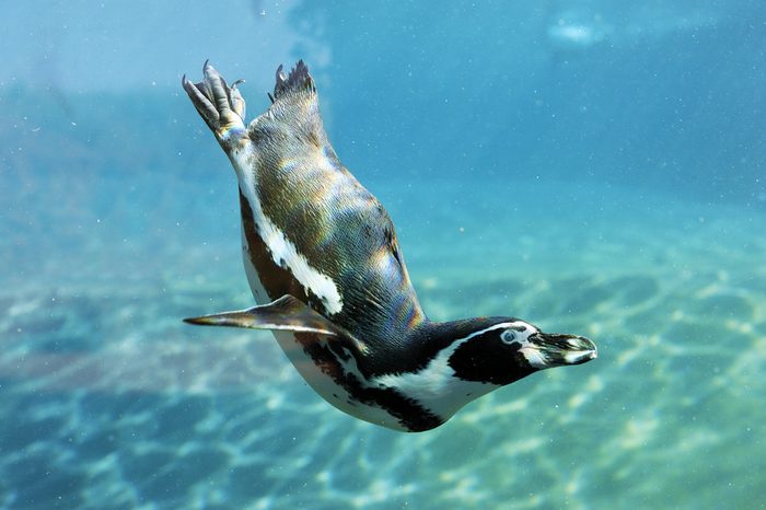 swimming penguin