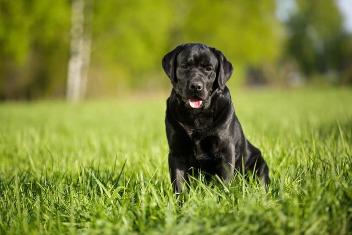 big black dog labrador retriever adult purebred lab in spring summer green park on the grass in sunshine