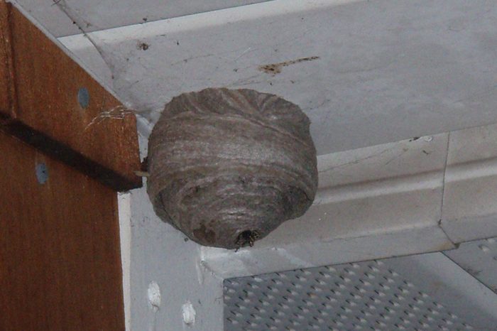 hornets nest
