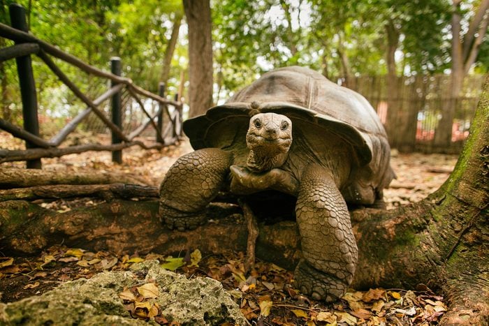 An Aldabra giant tortoise looks out from its shell on Prison Island off Zanzibar, Tanzania. 