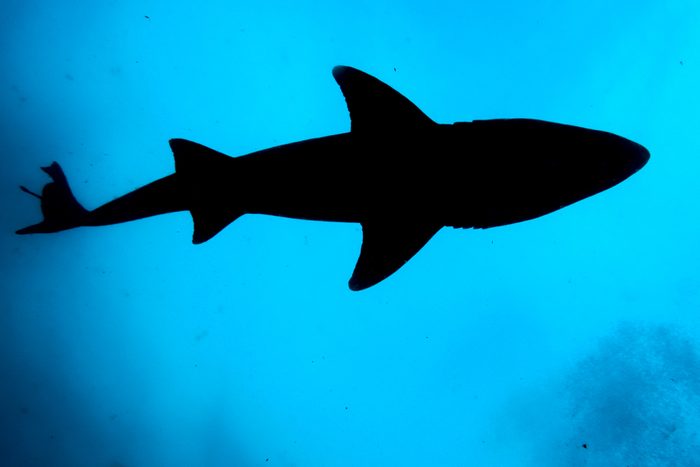 Sandtiger shark silhouette in Atlantic Ocean off Wilmington, North Carolina.