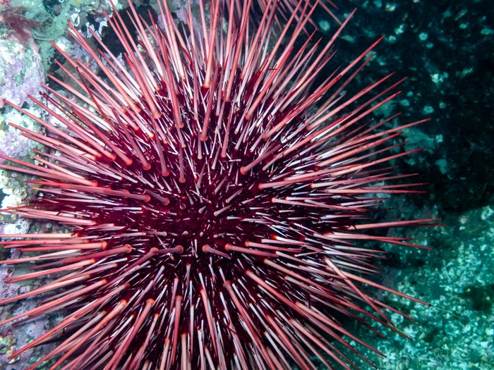 Red Sea Urchin (Strongylocentrotus franciscanus)Photographed during a dive around the Gulf Islands of southern British Columbia.