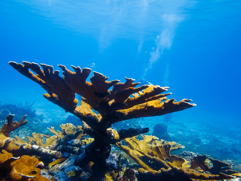 LITTLE CORN ISLAND, NICARAGUA: Elkhorn coral (Acropora palmata) on top of reef with divers in the background.