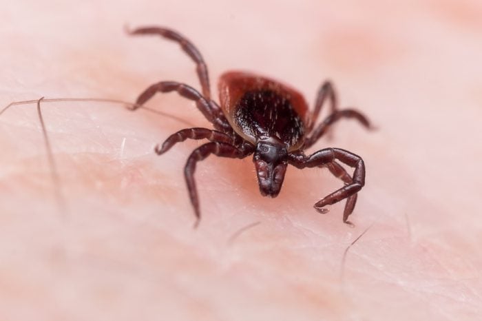 Extreme close up photo of adult female deer tick crawling on white skin