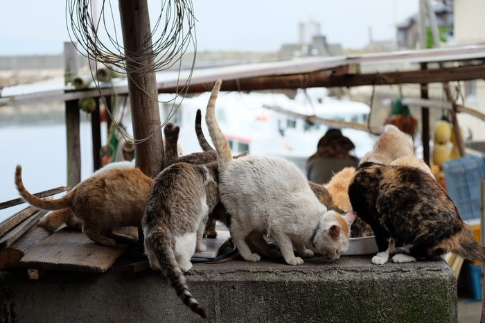 Cats of aosima Japan
