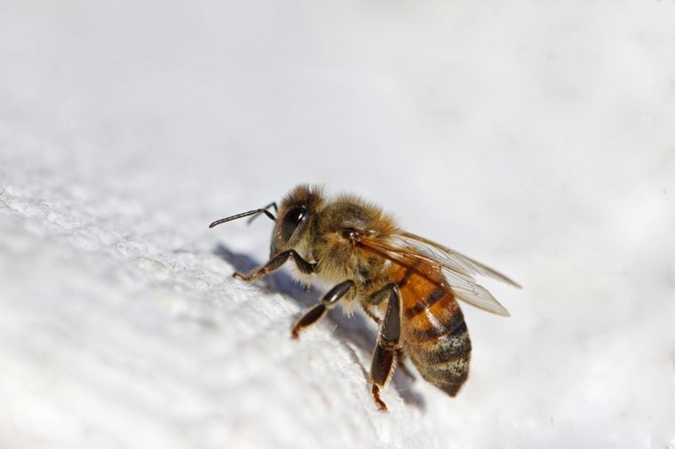 honey bee or worker bee extreme close up Latin apis mellifera crawling on a white cloth in Italy in springtime