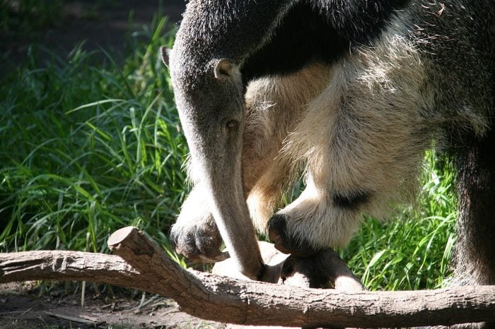 Giant Anteater digging into stump