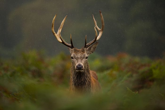 A young Red deer stag.