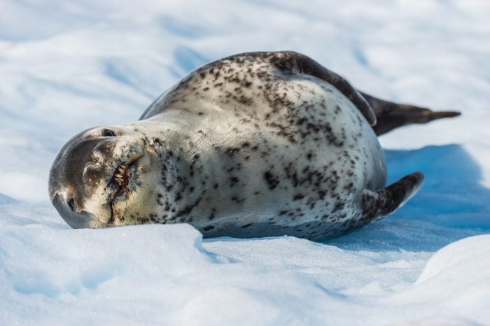 Leopard seal on ice flow in Antarctica